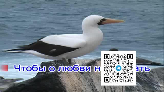Жасмин — Ресничка Караоке